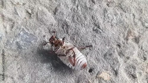 Forest Cockchafer or May bug (Melolontha melolontha).Forest cockchafer is dying. Insect, zoology, entomology, environmental conservation theme. extreme close-up footage. photo