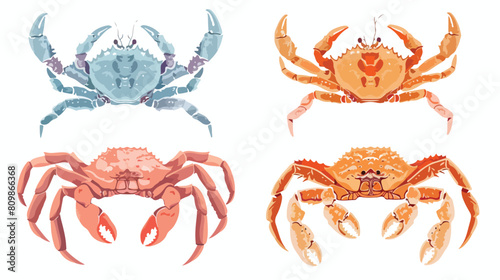 King crab vector illustrations Four. Colorful and mon