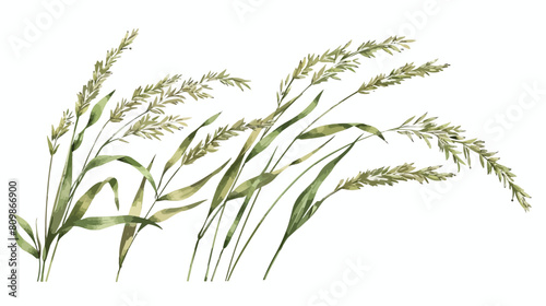 Panicum miliaceum cereal field crop. Proso millet wit