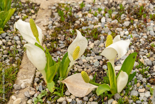 Asian skunk cabbage or Lysichiton Camtschatcensis plant in Saint Gallen in Switzerland photo