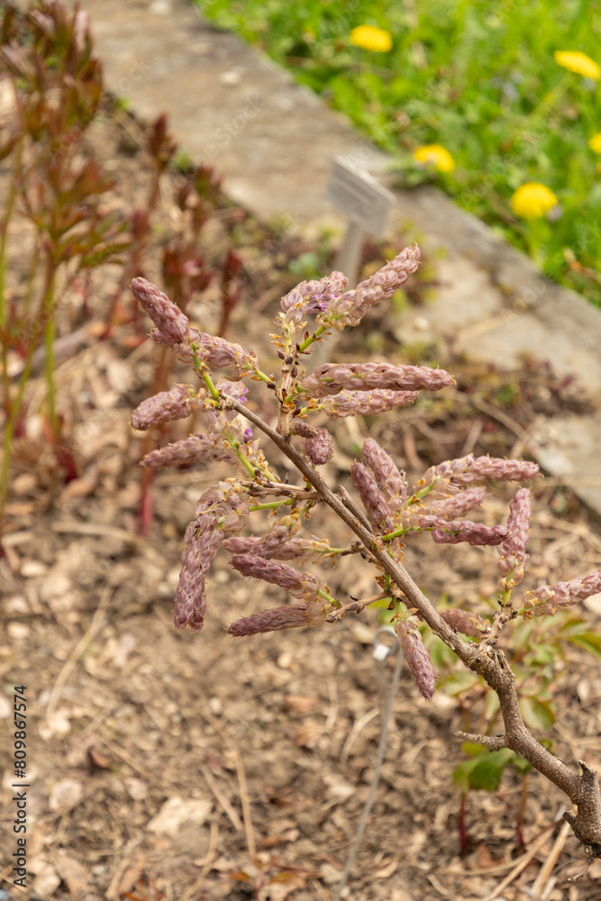 Chinese wisteria or Wisteria Sinensis plant in Saint Gallen in Switzerland