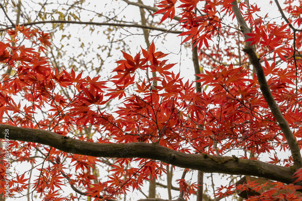 Japanese maple or Acer Palmatum tree in Saint Gallen in Switzerland Japanese maple or Acer Palmatum tree in Saint Gallen in Switzerland