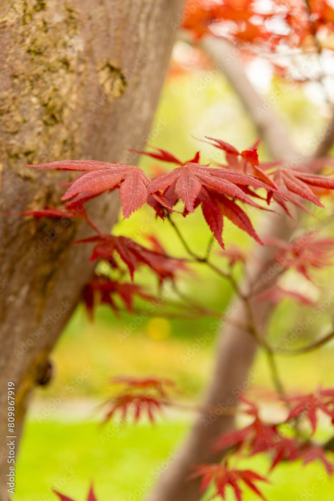 Japanese maple or Acer Palmatum tree in Saint Gallen in Switzerland Japanese maple or Acer Palmatum tree in Saint Gallen in Switzerland