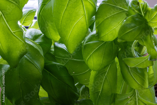 A close-up of basil leaves growing in a window pot at home.