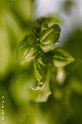 A close-up of basil leaves growing in a window pot at home.
