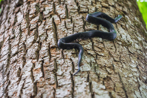 A rat snake climbs an old growth Tulip Poplar at the Joyce Kilmer Memorial Forest, North Carolina
