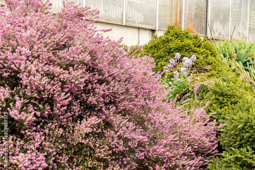 Darley dale heath or Erica X Darleyensis plant in Saint Gallen in Switzerland photo