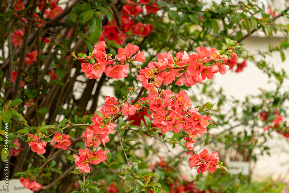 Chaenomeles Bastard Van Tol plant in Saint Gallen in Switzerland