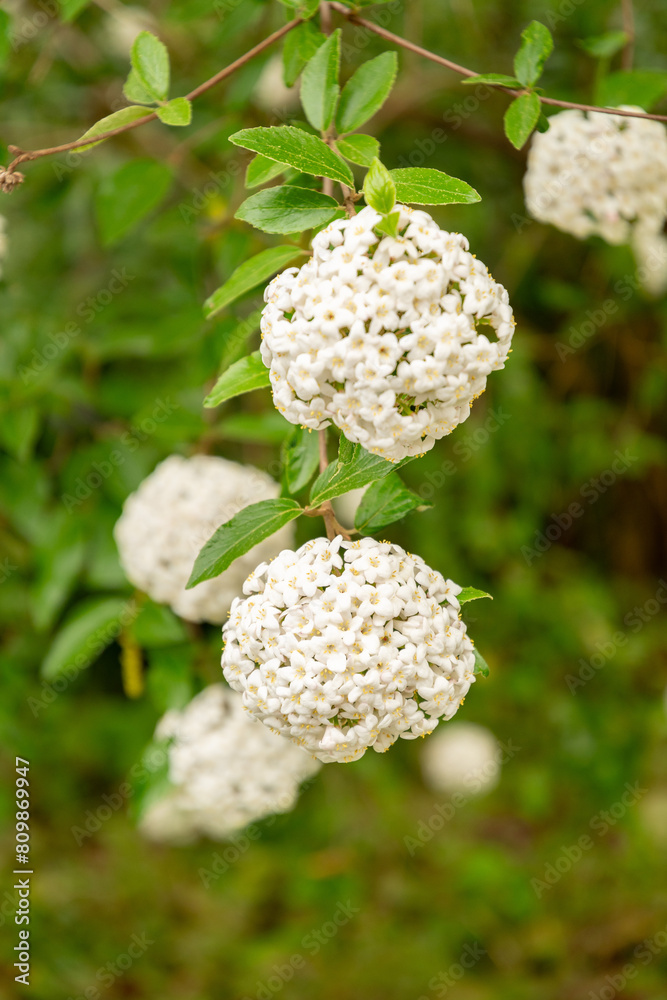Burkwood viburnum or Viburnum X Burkwoodii plant in Saint Gallen in Switzerland Burkwood viburnum or Viburnum X Burkwoodii plant in Saint Gallen in Switzerland