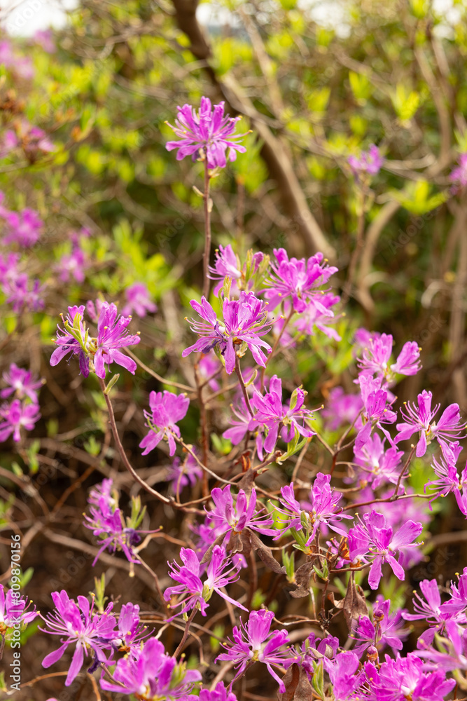 Western Azalea or Rhododendron Occidentale plant in Saint Gallen in Switzerland