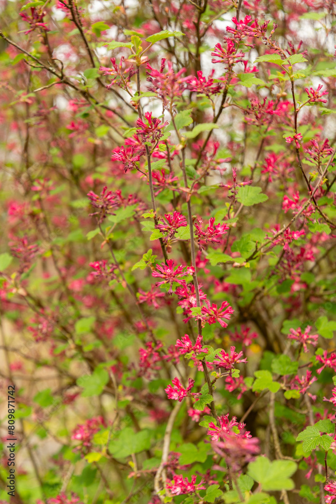 Red flower currant or Ribes Sanguineum plant in Saint Gallen in Switzerland Red flower currant or Ribes Sanguineum plant in Saint Gallen in Switzerland