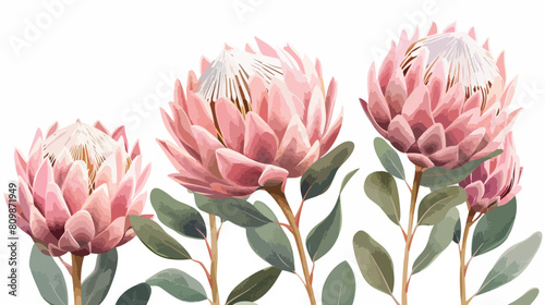Pink Protea or Sugarbush blooming flowers isolated on photo