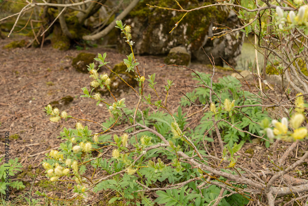 Fototapeta premium Halberd willow or Salix Hastata plant in Saint Gallen in Switzerland