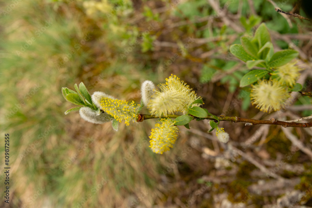 Halberd willow or Salix Hastata plant in Saint Gallen in Switzerland