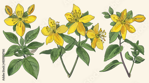 St. Johns wort medical botanical isolated illustration photo