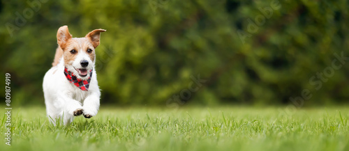 Happy active pet dog with funny ears running in the grass. Puppy hyperactivity banner, background.