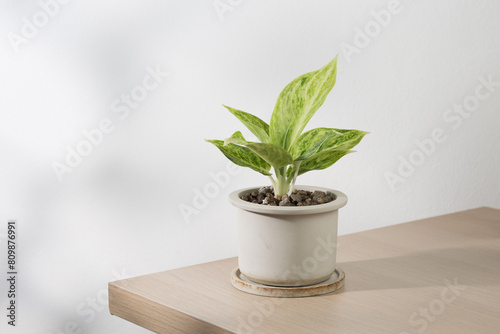 Aglaonema sp. ‘Rapngoenrapthong’, or the Chinese Evergreen, a specimen born of propagation, resides within an aged ceramic pot. Its soil surface is sprinkled with volcanic rock.
