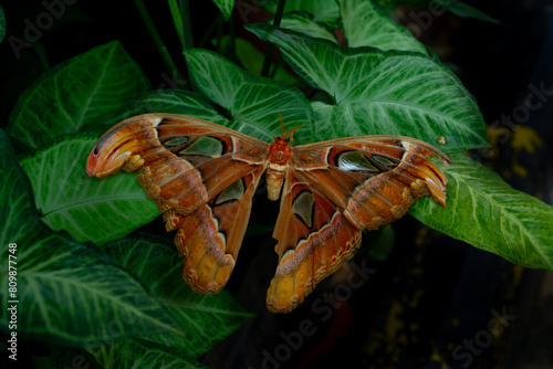 Big atlas moth Attacus atlas perching on anthurium leaf  dark background