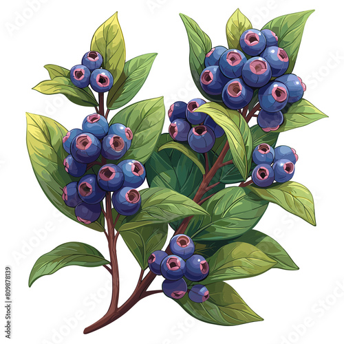 Japanese Bayberry Flat Colors Cartoon, Isolated Transparent Background Images photo