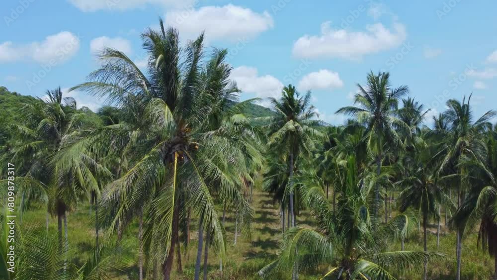 Embark on a visual journey through Thailand's coconut farms, capturing the essence of rural sustainability under the radiant sun and clear blue skies. Embark on a visual journey through Thailand's coconut farms, capturing the essence of rural sustainability under the radiant sun and clear blue skies.