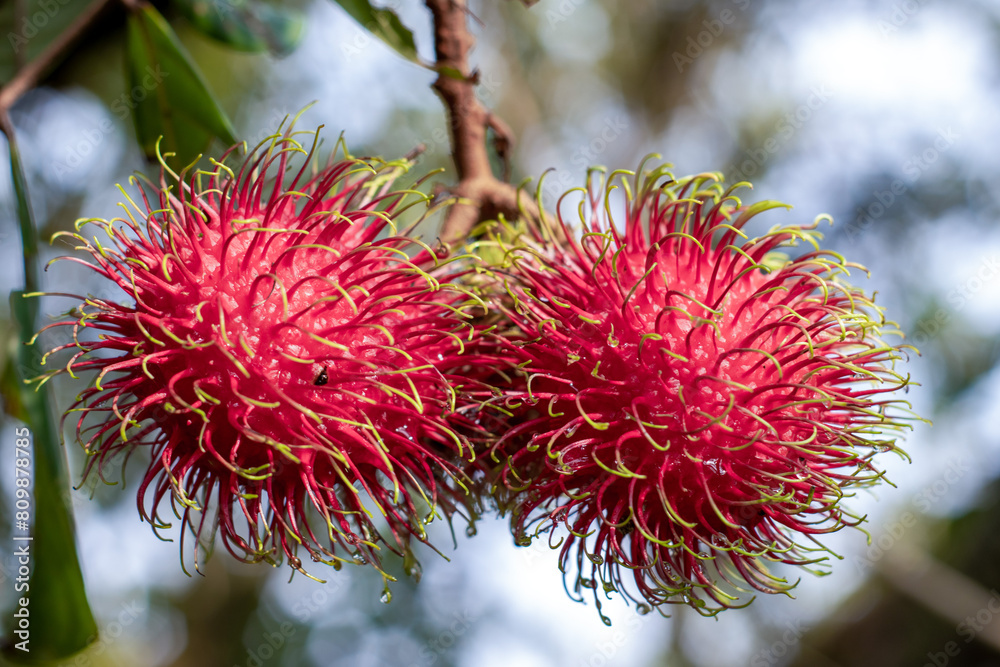 Rambutan in the garden, grown organically Ripe bright red Rambutan in the garden, grown organically Ripe bright red
