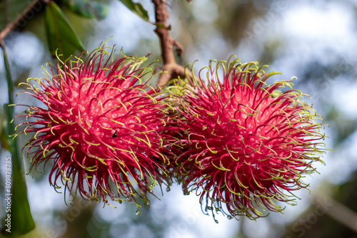 Rambutan in the garden, grown organically Ripe bright red