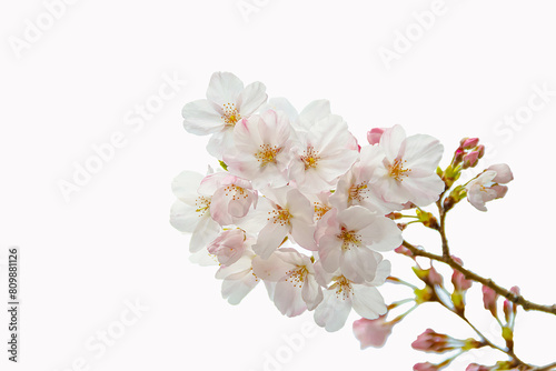 Close-up shot of white sakura flowers on a branch.