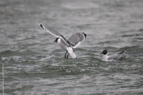 FRANKLINS GULL photo