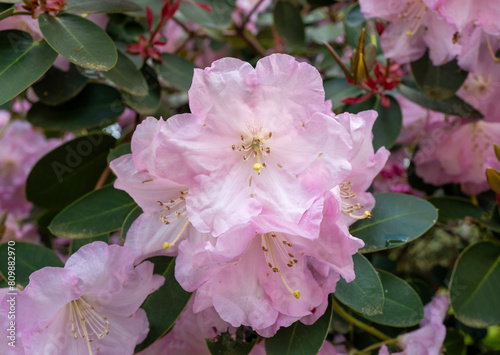 Rhododendron bush in full bloom