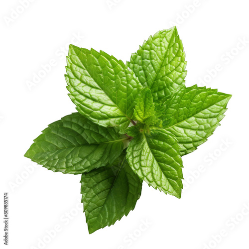 Mentha spicata, commonly known as spearmint, is a species of flowering plant in the family Lamiaceae. photo