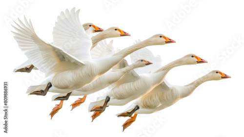 A flock of geese flying in a V formation. The geese are white with black wingtips in isolated on transparent background photo