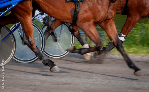 Equestrian sport. Harness racing. Horse race at hippodrome. Horses compete in harness racing.