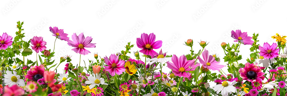 Flowers panoramic horizontal bottom border, The beauty of colors created by nature Flowers panoramic horizontal bottom border, The beauty of colors created by nature