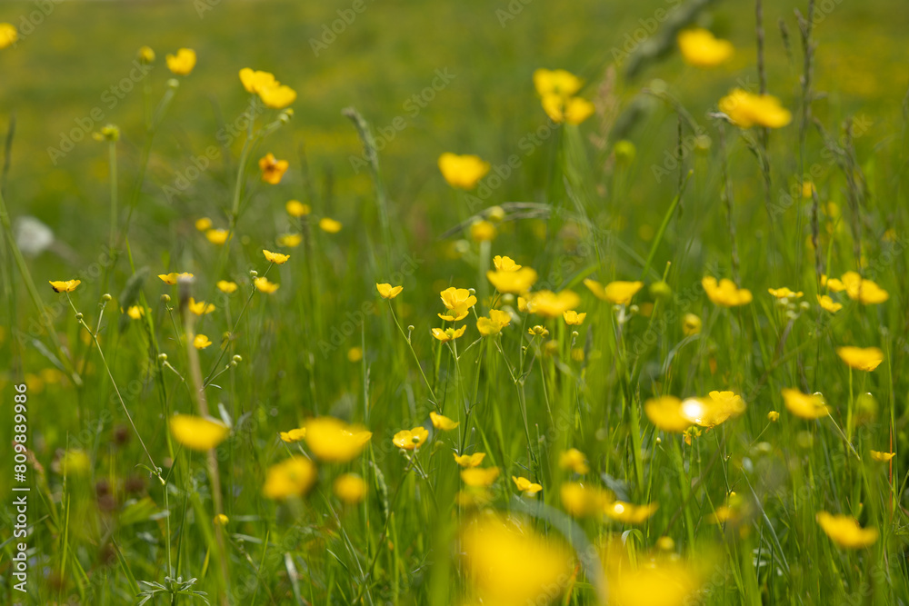 visuale macro su di un campo d'erba in montagna, pieno di piccoli fiori gialli, illuminati dal sole, di giorno, in estate