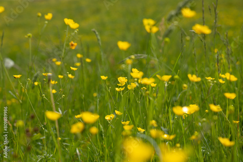 visuale macro su di un campo d'erba in montagna, pieno di piccoli fiori gialli, illuminati dal sole, di giorno, in estate photo