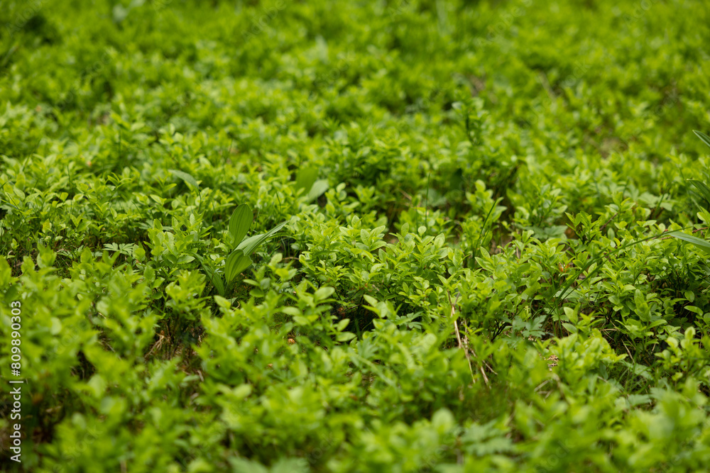 visuale macro di un prato composto da tantissime piccole piantine dalle foglie microscopiche e verdi, che coprono il terreno di un bosco di montagna, illuminate dal sole, di giorno visuale macro di un prato composto da tantissime piccole piantine dalle foglie microscopiche e verdi, che coprono il terreno di un bosco di montagna, illuminate dal sole, di giorno