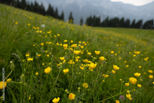 composizione macro di un bellissimo prato verde con tanti piccoli fiori gialli e sullo sfondo, sfuocato, un ambiente naturale di montagna, in Italia, di giorno, in estate photo