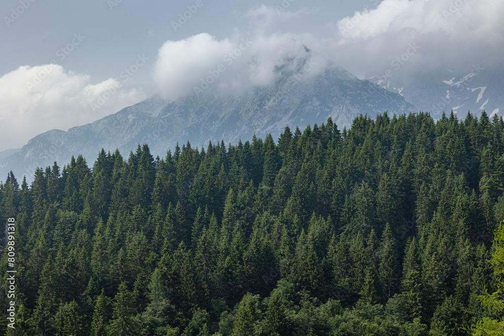 inquadratura in primo piano, da lontano di parte di una grande foresta di conifere in montagna, nel nord est Italia, di giorno, in estate