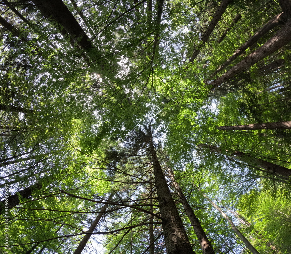 Fototapeta premium Verdes que dan vida, árboles que desde abajo se ven extraños pero me hacen sentir pequeño.