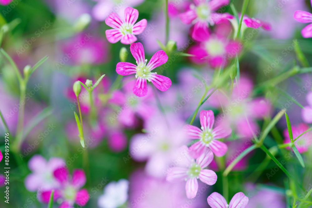 gypsophila flower