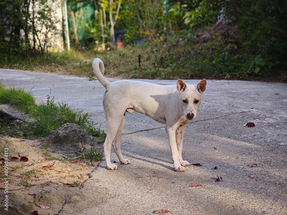 stray dogs in thailand are very shy
