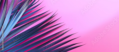 Copy space image of a palm tree leaf against a vibrant pink backdrop