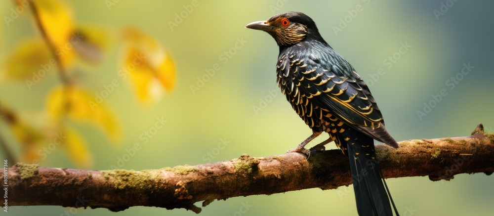 An Asian koel perched on a branch with plenty of copy space in the image An Asian koel perched on a branch with plenty of copy space in the image