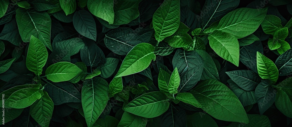 Fototapeta premium A captivating copy space image showcasing the lush texture and vibrant colors of green leaves creating a striking natural backdrop for any project or design