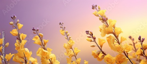 One side of the image showcases blossoming clovenlip toadflax flowers leaving ample space for a copy within the frame photo