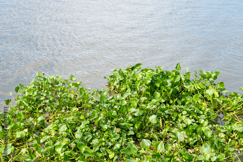 Common water hyacinth (Pontederia crassipes) that is and aquatic plant on the river photo