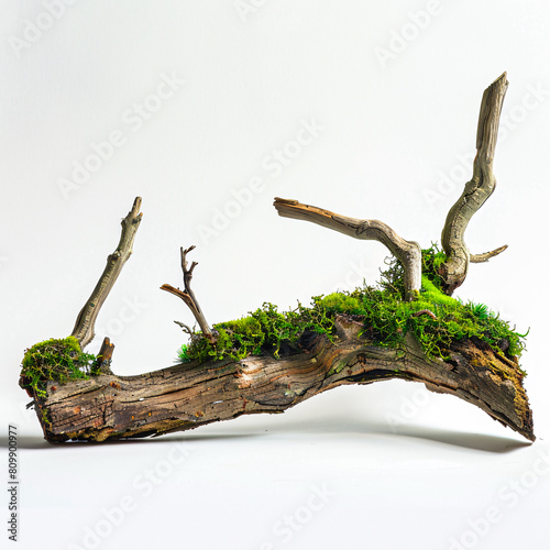 Woody dry branch with moss
