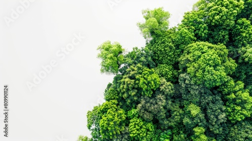 An aerial view of a lush green forest canopy isolated on a white background.