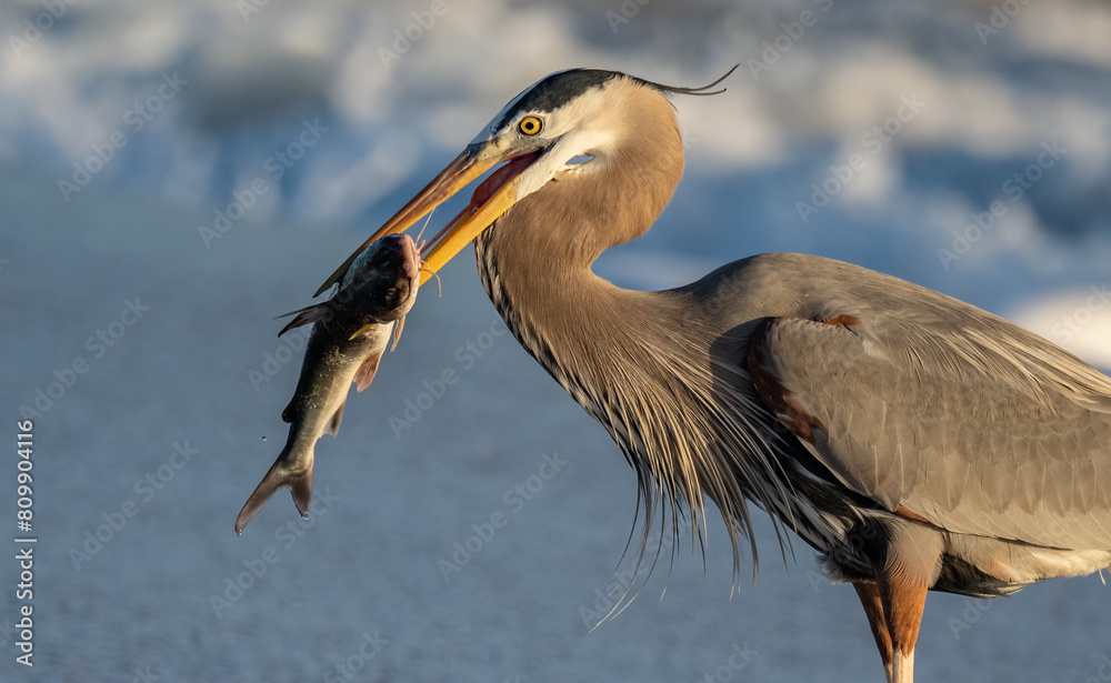 Obraz premium Great blue heron with a catfish on a beach in Florida 