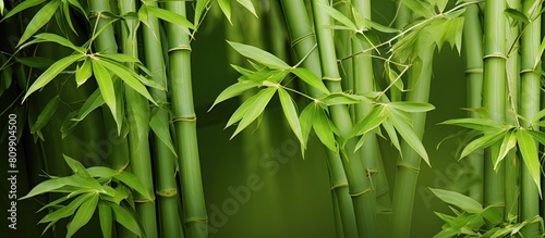 An up close image of bamboo with ample copy space